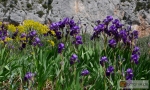 Iris lutescens -- Gelbliche Schwertlilie